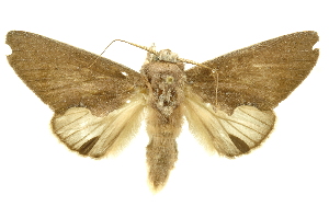  ( - INBIOCRI001743877)  @14 [ ] Copyright (2012) Juan Mata Lorenzen INBio