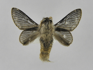  ( - INBIOCRI001836192)  @13 [ ] Copyright (2012) J. Montero Instituto Nacional de Biodiversidad