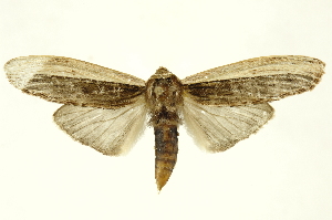  ( - INBIOCRI001919328)  @11 [ ] Copyright (2012) Juan Mata Lorenzen INBio
