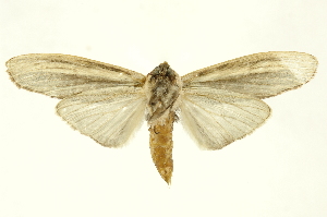  ( - INBIOCRI001919328)  @11 [ ] Copyright (2012) Juan Mata Lorenzen INBio