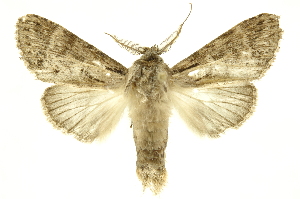  ( - INBIOCRI002177485)  @14 [ ] Copyright (2012) Juan Mata Lorenzen INBio