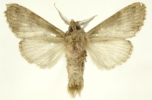  ( - INBIOCRI002177485)  @14 [ ] Copyright (2012) Juan Mata Lorenzen INBio