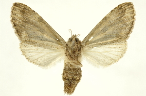  ( - INBIOCRI002207801)  @14 [ ] Copyright (2012) Juan Mata Lorenzen INBio