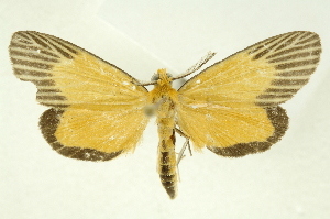  ( - INBIOCRI002226830)  @11 [ ] Copyright (2012) Juan Mata Lorenzen INBio