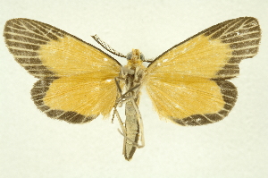  ( - INBIOCRI002226830)  @11 [ ] Copyright (2012) Juan Mata Lorenzen INBio