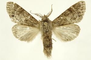  ( - INBIOCRI002364366)  @14 [ ] Copyright (2012) Juan Mata Lorenzen INBio