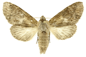  ( - INBIOCRI002386444)  @14 [ ] Copyright (2012) Juan Mata Lorenzen INBio