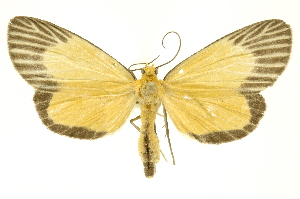  ( - INBIOCRI002399533)  @11 [ ] Copyright (2012) Juan Mata Lorenzen INBio