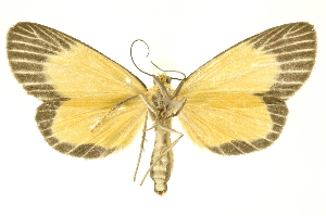  ( - INBIOCRI002399533)  @11 [ ] Copyright (2012) Juan Mata Lorenzen INBio