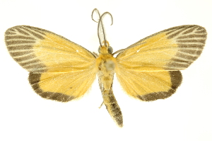 ( - INBIOCRI002401482)  @11 [ ] Copyright (2012) Juan Mata Lorenzen INBio