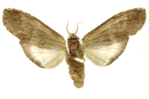  ( - INBIOCRI002456003)  @14 [ ] Copyright (2012) Juan Mata Lorenzen INBio