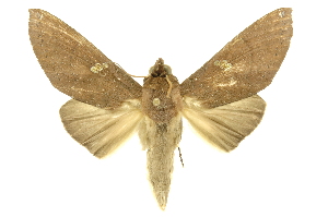  ( - INBIOCRI002462466)  @14 [ ] Copyright (2012) Juan Mata Lorenzen INBio