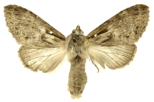  ( - INBIOCRI002474488)  @14 [ ] Copyright (2012) Juan Mata Lorenzen INBio