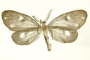  ( - INBIOCRI002491039)  @14 [ ] Copyright (2012) Juan Mata Lorenzen INBio
