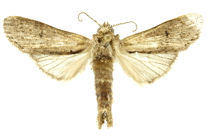  ( - INBIOCRI002495864)  @13 [ ] Copyright (2012) Juan Mata Lorenzen INBio