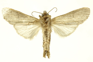  ( - INBIOCRI002495864)  @13 [ ] Copyright (2012) Juan Mata Lorenzen INBio