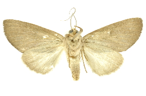 ( - INBIOCRI002555243)  @14 [ ] Copyright (2012) Juan Mata Lorenzen INBio