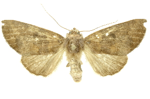  ( - INBIOCRI002555334)  @14 [ ] Copyright (2012) Juan Mata Lorenzen INBio