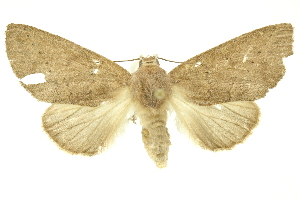  ( - INBIOCRI002561697)  @14 [ ] Copyright (2012) Juan Mata Lorenzen INBio