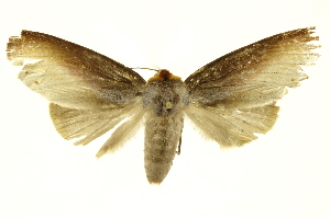  ( - INBIOCRI002575919)  @13 [ ] Copyright (2012) Juan Mata Lorenzen INBio