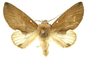  ( - INBIOCRI00526231)  @11 [ ] Copyright (2012) Juan Mata Lorenzen INBio