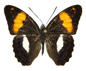  ( - INB0004269804)  @13 [ ] Copyright (2011) J. Montero Instituto Nacional de Biodiversidad