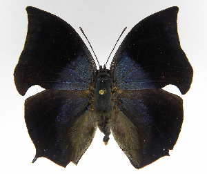  ( - INB0004269844)  @14 [ ] Copyright (2011) J. Montero Instituto Nacional de Biodiversidad