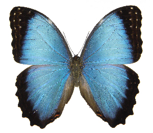  ( - INB0004269908)  @13 [ ] Copyright (2011) J. Montero Instituto Nacional de Biodiversidad