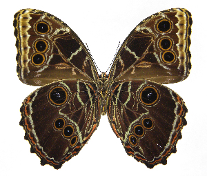  ( - INB0004269908)  @13 [ ] Copyright (2011) J. Montero Instituto Nacional de Biodiversidad