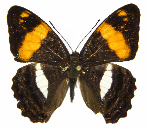  ( - INB0004270122)  @13 [ ] Copyright (2011) J. Montero Instituto Nacional de Biodiversidad