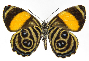  (Callicore tolima bugaba - INB0004270427)  @11 [ ] Copyright (2011) J. Montero Instituto Nacional de Biodiversidad