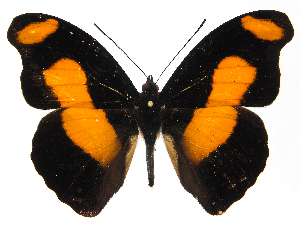  (Catonephele godmani - INB0004270908)  @14 [ ] Copyright (2011) J. Montero Instituto Nacional de Biodiversidad