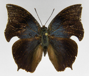  ( - INB0004271791)  @14 [ ] Copyright (2011) J. Montero Instituto Nacional de Biodiversidad