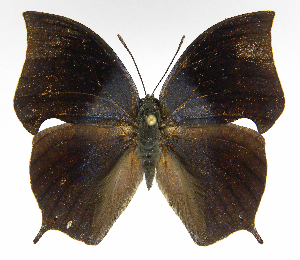  ( - INB0004271807)  @14 [ ] Copyright (2011) J. Montero Instituto Nacional de Biodiversidad