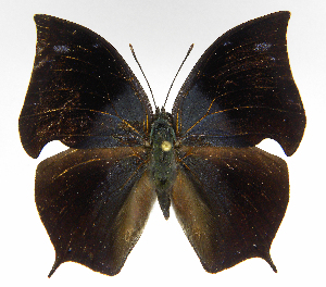  ( - INB0004271834)  @14 [ ] Copyright (2011) J. Montero Instituto Nacional de Biodiversidad