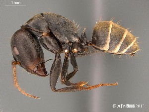  (Camponotus AFRC-LIM-01 - AFR-TQM-140-B1-i)  @14 [ ] Unspecified (default): All Rights Reserved  Unspecified Unspecified