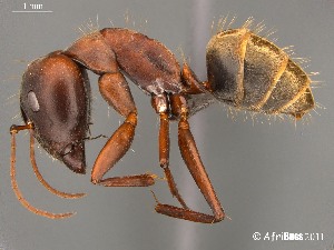  (Camponotus AFRC-LIM-02 - AFR-TQM-140-B2-i)  @16 [ ] Unspecified (default): All Rights Reserved  Unspecified Unspecified