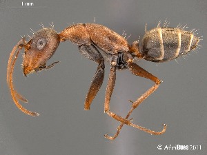  (Camponotus AFRC-NAM-03 - AFR-CND-2010-41-F03)  @15 [ ] Unspecified (default): All Rights Reserved  Unspecified Unspecified