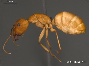  (Camponotus AFRC-NCA-02 - AFR-PGH2009.09.05-wp33-01a)  @16 [ ] Unspecified (default): All Rights Reserved  Unspecified Unspecified