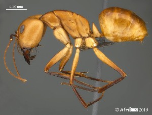  (Camponotus mystaceus - AFR-EN1-D-HC-F28)  @16 [ ] Unspecified (default): All Rights Reserved  Unspecified Unspecified