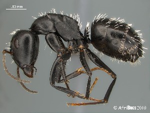  (Camponotus niveosetosus - AFR-EN1-D-HC-F06)  @16 [ ] Unspecified (default): All Rights Reserved  Unspecified Unspecified