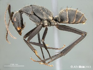  (Camponotus petersii - AFR-RVG1-HC-F27)  @16 [ ] Unspecified (default): All Rights Reserved  Unspecified Unspecified