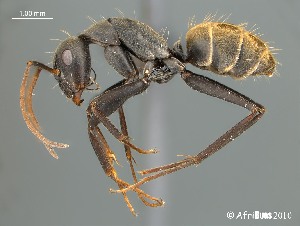  (Camponotus AFRC-SA-1SSA - AFR-BGN1-PT-F13)  @16 [ ] Unspecified (default): All Rights Reserved  Unspecified Unspecified