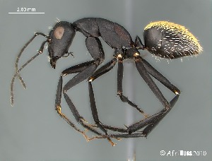  (Camponotus AFRC-NCA-01 - AFR-GAM1-wp25-01)  @16 [ ] Unspecified (default): All Rights Reserved  Unspecified Unspecified
