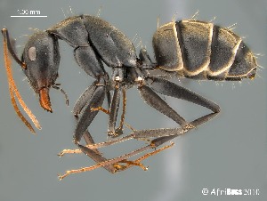  (Camponotus AFRC-SA-1SS2D - AFR-TWRa-HC-F34)  @16 [ ] Unspecified (default): All Rights Reserved  Unspecified Unspecified