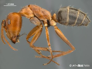  (Camponotus AFRC-SA-3SSA - AFR-BGG1-HC-F33)  @16 [ ] Unspecified (default): All Rights Reserved  Unspecified Unspecified