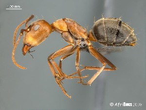  (Camponotus AFRC-SA-3SSC - AFR-BGG1-HC-F10)  @16 [ ] Unspecified (default): All Rights Reserved  Unspecified Unspecified
