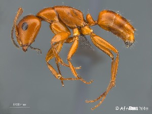  (Camponotus AFRC-WCA-01 - AFR-EN1-T-2009-wp78-01)  @16 [ ] Unspecified (default): All Rights Reserved  Unspecified Unspecified