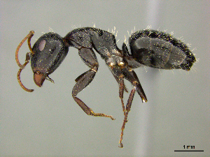  (Camponotus AFRC-ZA61 - casent0255695)  @15 [ ] CreativeCommons - Attribution (2017) Peter Hawkes AfriBugs CC