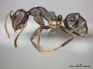  (Camponotus AFRC-ZA27 - casent0256213)  @14 [ ] CreativeCommons - Attribution (2017) Peter Hawkes AfriBugs CC